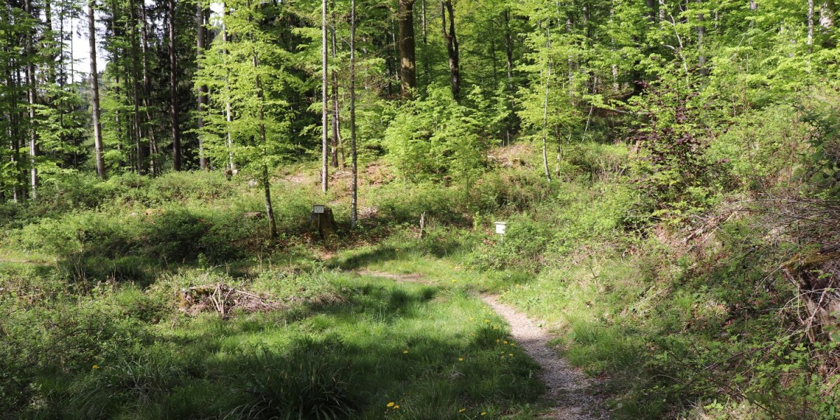 Weg zur Dainingsbach-Schlucht am Walchensee, © Tourist Information Kochel a. See