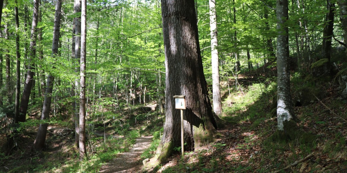 Weg zur Dainingsbach-Schlucht am Walchensee, © Tourist Information Kochel a. See